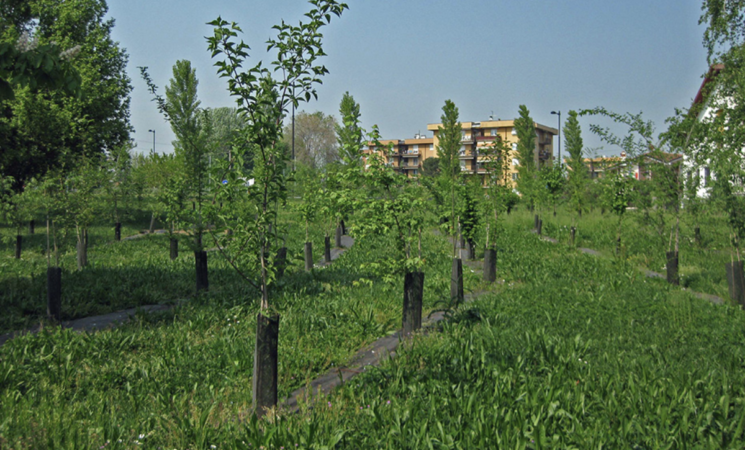 Riforestazione delle città italiane, fondi anche per Palermo e Messina