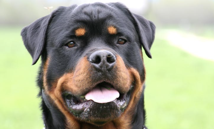 Dieci punti di sutura al volto per la bimba aggredita da un cane