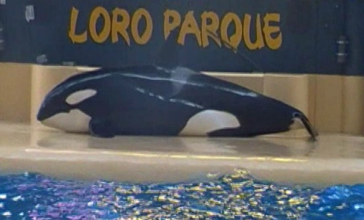 Orca di un parco acquatico delle Canarie tenta il suicidio