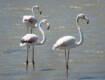 Il fenicottero rosa torna a nidificare alle Saline di Priolo