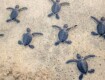 Tartarughe Caretta caretta, record di nidi in Italia nel 2025: oltre 700 censiti