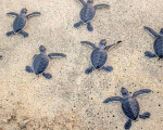 Tartarughe Caretta caretta, record di nidi in Italia nel 2025: oltre 700 censiti