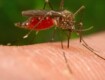 West Nile virus in Italia: quanto è grave la situazione e cosa aspettarsi in Sicilia?