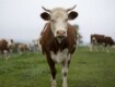 Ragusa, convegno su biodiversità e salvaguardia delle razze bovine Modicana e Cinisara