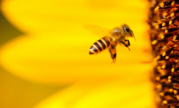 Gli insetti impollinatori stanno scomparendo