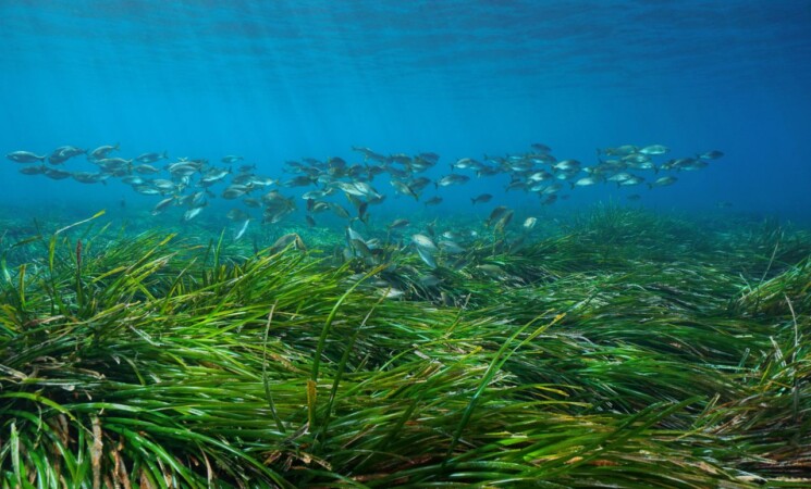 A Mondello rimozione della posidonia al lungomare