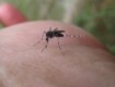 Virus West Nile, cresce l’allerta in Italia: 9 morti e almeno 10mila contagiati stimati