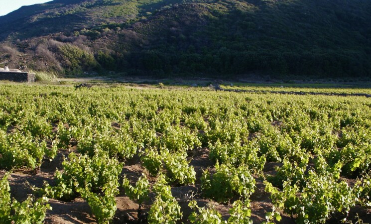 Aiuti a pioggia alle cantine sociali siciliane: dalla Regione 8 milioni di euro