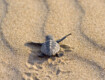 Caretta caretta, boom di nidi in Sicilia