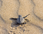 Caretta caretta, boom di nidi in Sicilia