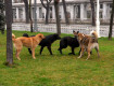 Abbandono di cani e gatti: in Italia 130.000 casi all’anno, Sicilia e Lazio le più colpite