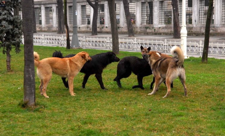 Abbandono di cani e gatti: in Italia 130.000 casi all’anno, Sicilia e Lazio le più colpite