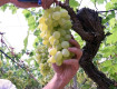 Vendemmia 2025 in Sicilia: quantità in aumento e qualità eccellente