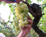 Vendemmia 2026 in Sicilia, si parte: le prime indicazioni sull’annata