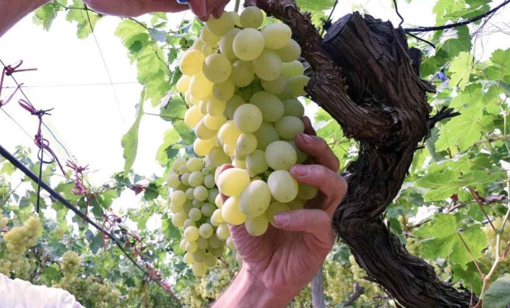 Vendemmia 2025 in Sicilia: quantità in aumento e qualità eccellente