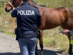Corse clandestine di cavalli in Sicilia: è allarme sociale