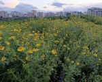 Orti della Susanna, proposta per salvare il polmone verde di Catania