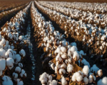 Il cotone torna in Sicilia: nuova filiera agricola tra agrivoltaico e sostenibilità