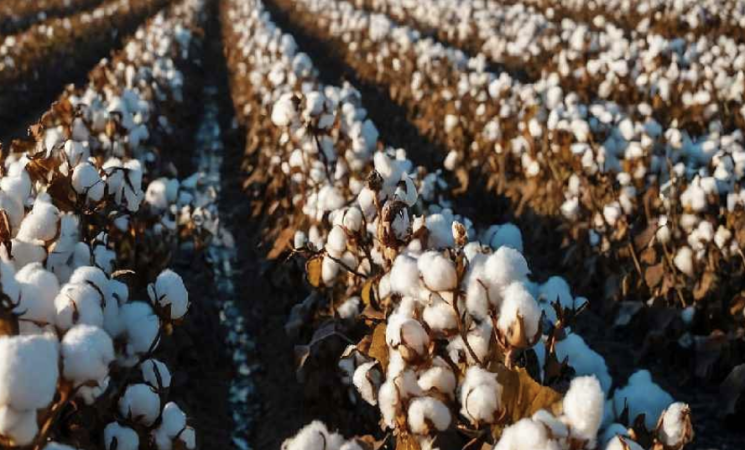 Il cotone torna in Sicilia: nuova filiera agricola tra agrivoltaico e sostenibilità
