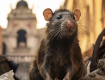 Hantavirus in Svizzera: passeggero della nave MV Hondius ricoverato a Zurigo