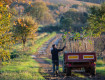 Agricoltura biologica Sicilia, 61,7 milioni per le aziende: via agli anticipi 2026