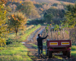 Agricoltura, in Sicilia 61,7 milioni alle aziende bio: al via gli anticipi