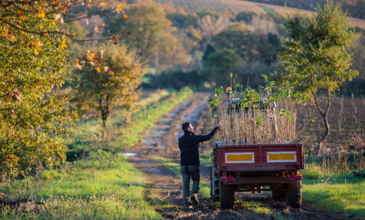 Agricoltura, in Sicilia 61,7 milioni alle aziende bio: al via gli anticipi