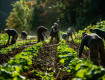 Lavoratori stranieri a Ragusa, il 60% in agricoltura: tra integrazione e sfruttamento