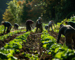 Lavoratori stranieri a Ragusa, il 60% in agricoltura: tra integrazione e sfruttamento
